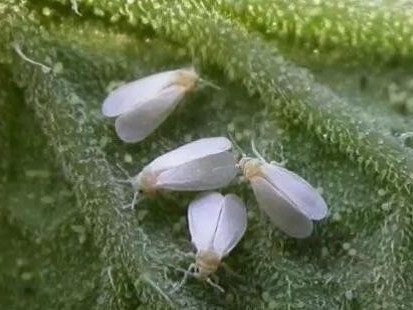 怎么防治白粉虱效果比较好