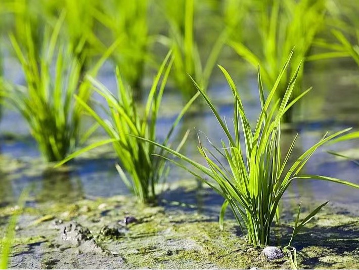 水稻种植的栽培技术与管理方法