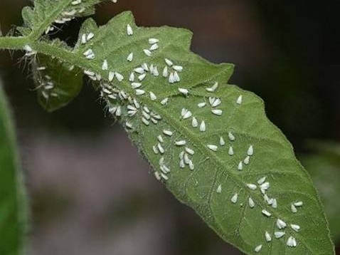 白粉虱